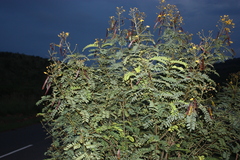 Cassia montana